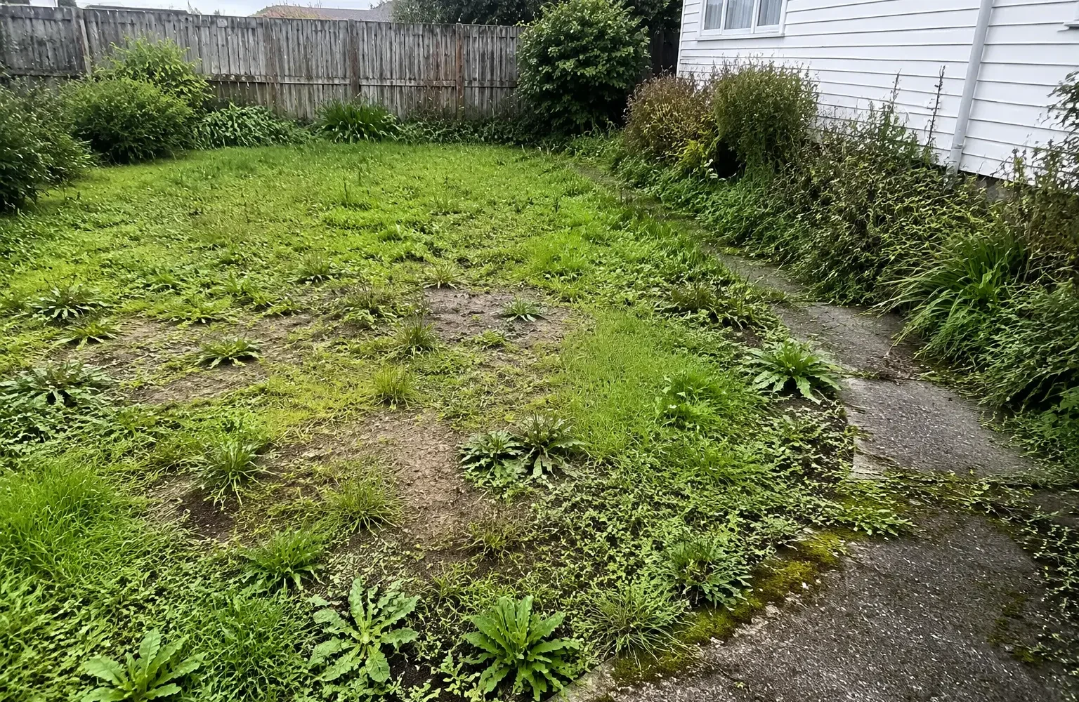 Realistic weedy lawn showing broadleaf plants and patchy turf