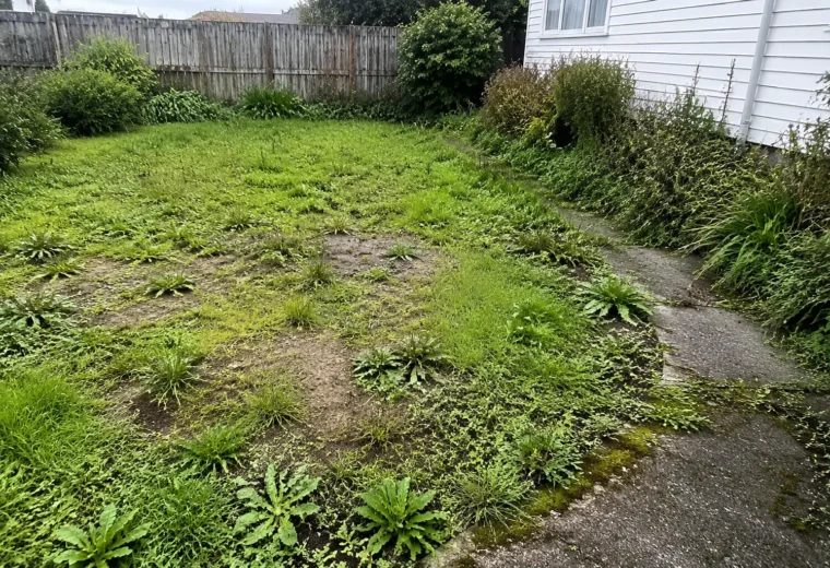 Realistic weedy lawn showing broadleaf plants and patchy turf